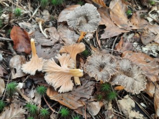 Craterellus lutescens