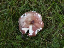 Russula laricina