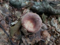 Russula vesca