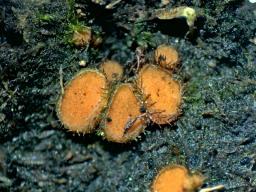 Cheilymenia stercorea
