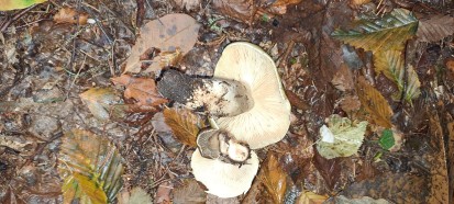 Tricholoma saponaceum