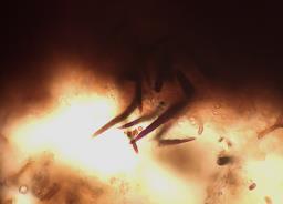 Phellinopsis conchata