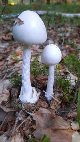 Amanita virosa