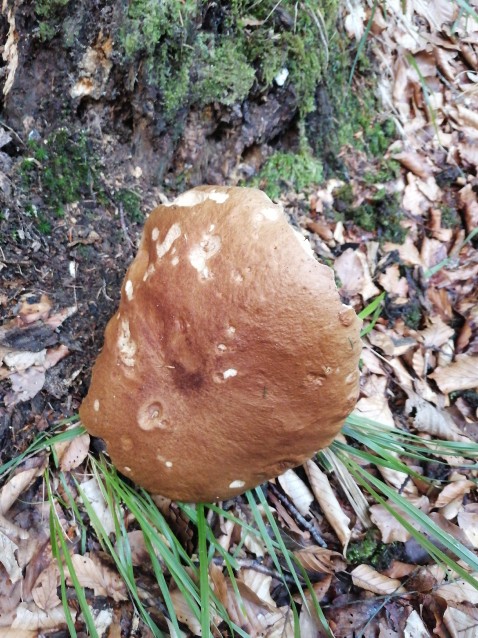 Boletus edulis