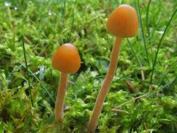 Galerina clavata