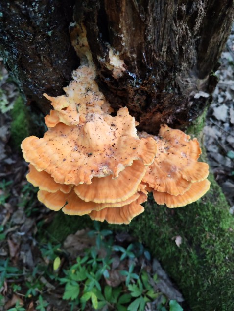 Laetiporus sulphureus