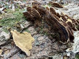 Phellinopsis conchata