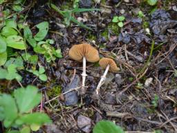 Conocybe arrhenii