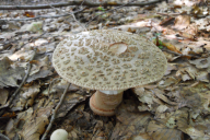 Amanita rubescens