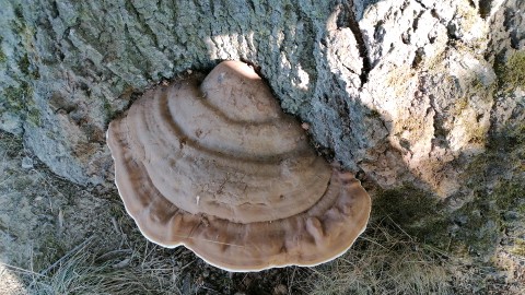 Ganoderma applanatum