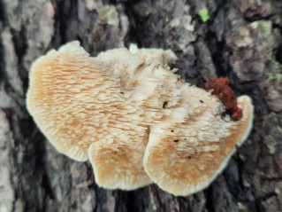 Irpiciporus pachyodon