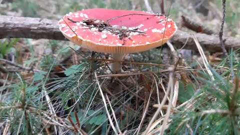 Amanita muscaria