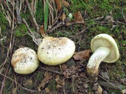 Tricholoma acerbum