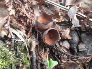 Dumontinia tuberosa
