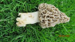 Morchella vulgaris