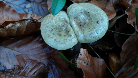 Lactarius blennius