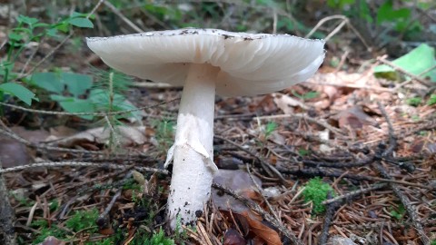 Amanita excelsa