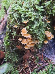 Xeromphalina campanella