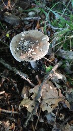 Amanita excelsa