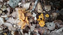 Cantharellus ianthinoxanthus