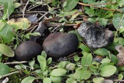 Daldinia concentrica