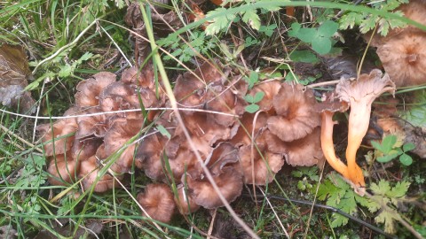 Craterellus lutescens