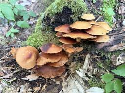 Kuehneromyces mutabilis