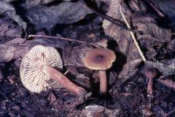 Lactarius obscuratus