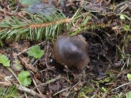 Mycena flos-nivium