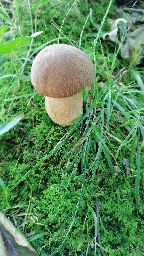 Boletus reticulatus