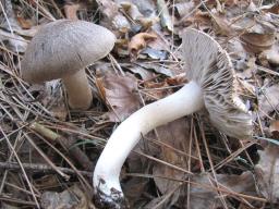 Tricholoma terreum