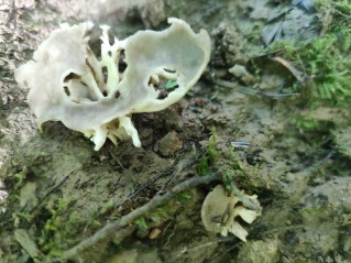 Helvella acetabulum