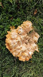 Laetiporus sulphureus