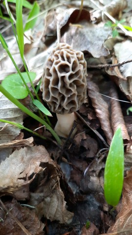 Morchella esculenta