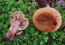 Lactarius rubrocinctus