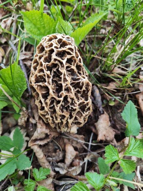 Morchella vulgaris