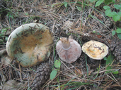 Lactarius sanguifluus