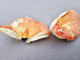 Russula betularum