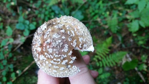 Amanita rubescens