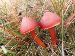 Hygrocybe punicea