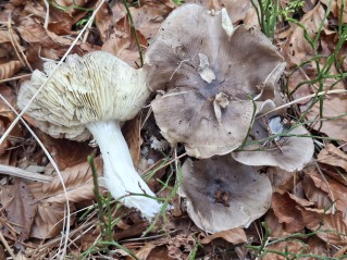 Tricholoma portentosum