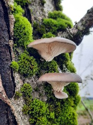 Pleurotus ostreatus