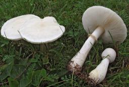 Leucoagaricus leucothites