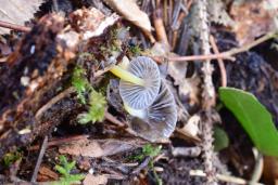 Mycena epipterygia