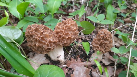 Morchella esculenta