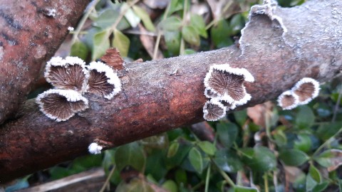 Schizophyllum commune