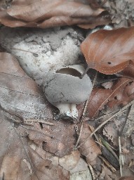 Helvella acetabulum