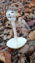 Amanita phalloides