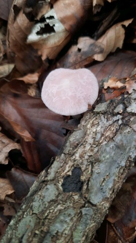 Mycena rosea