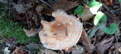 Leucocortinarius bulbiger